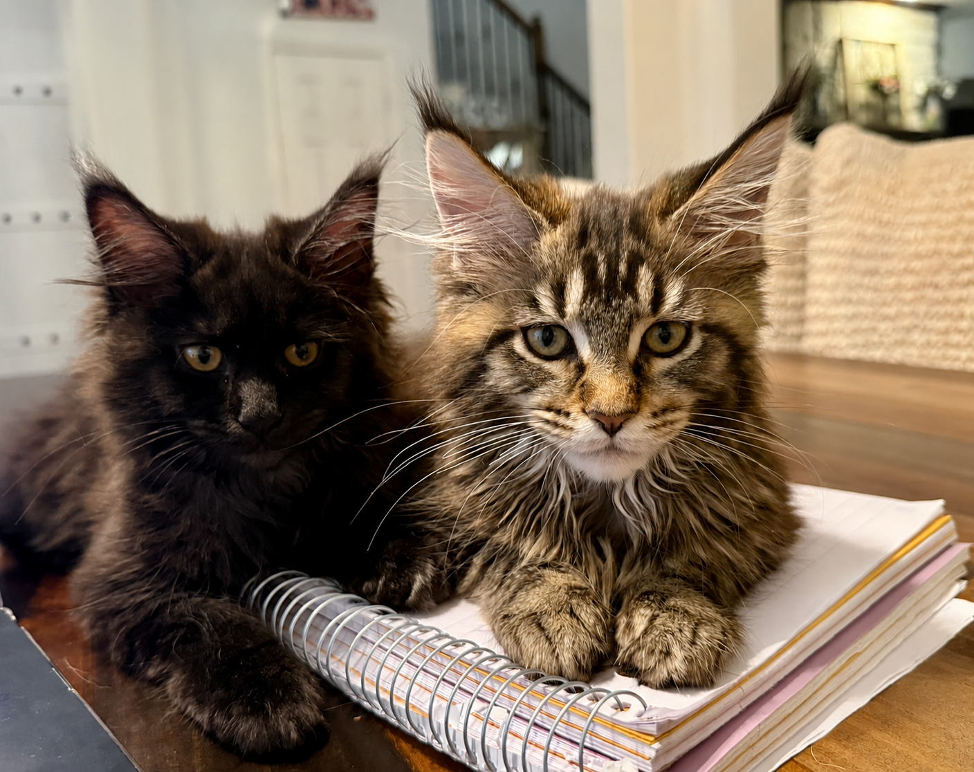 Kate and Pippa, the Pineywoods Maine Coonery queens, together