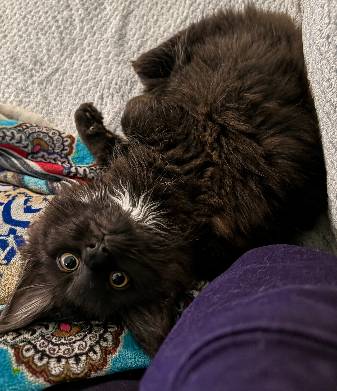 Kate, a dark black smoke Maine Coon queen with a plush coat and expressive eyes