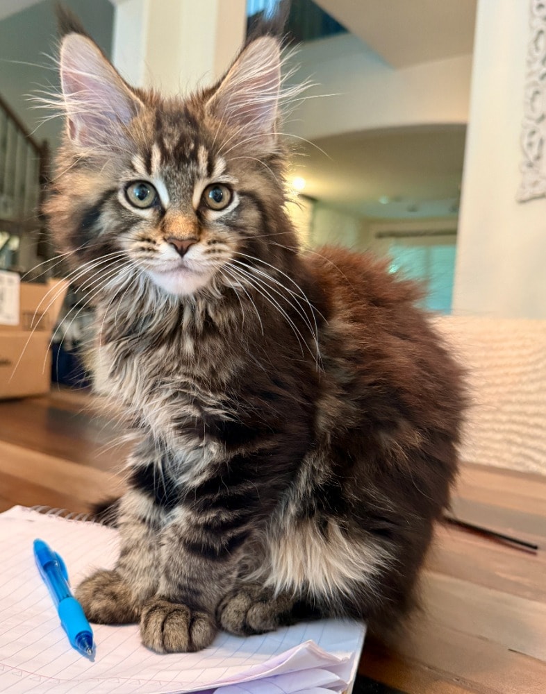 Pippa, a warm brown tabby Maine Coon queen with tufted ears and a gentle gaze